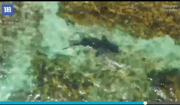 西澳家庭无人机海边赏景，发现3条大鲨鱼！通知及时，游客有惊无险（组图） - 5