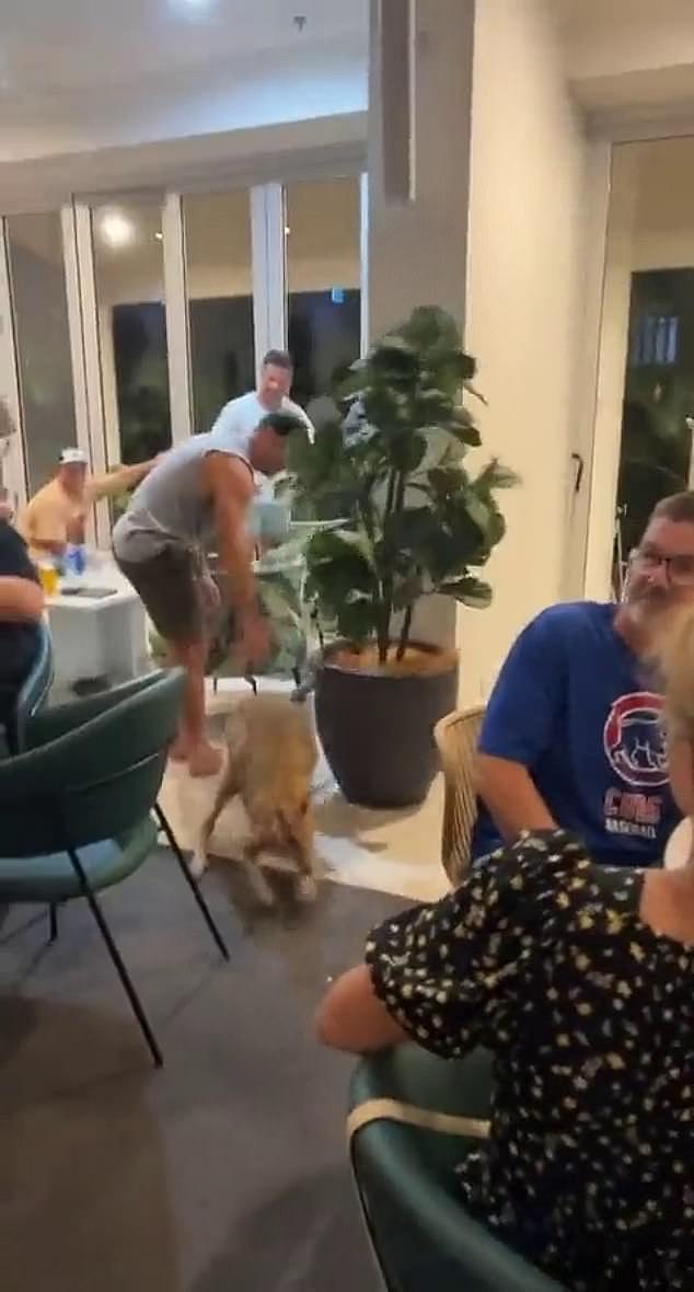 A mischievous kangaroo has had enough of Queensland's monsoonal rain - caught on camera hopping around a bar on Hamilton Island, in the Whitsundays