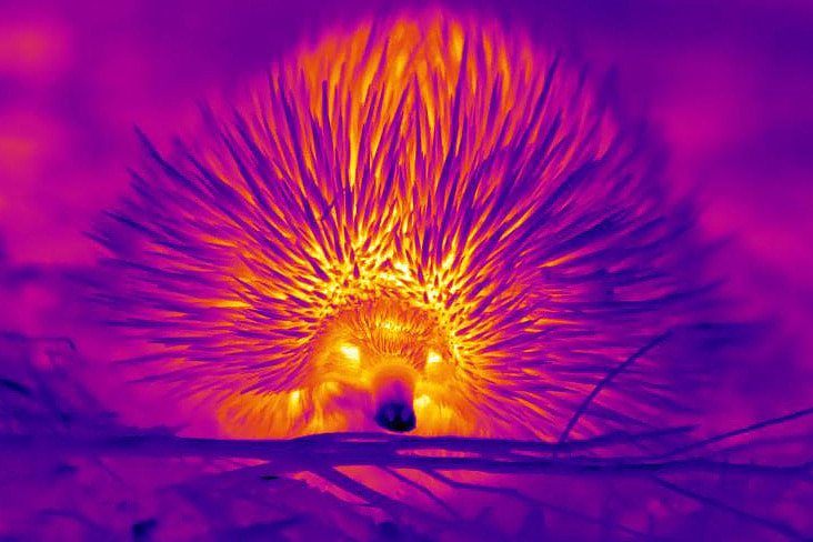 A thermal close up image of an echidna