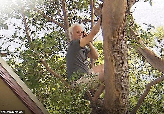 Norm Duke, 70, (pictured) scaled the native brushbox just moments before arborists arrived at his property in Currumbin, a coastal suburb on the Gold Coast in Queensland, to cut it down