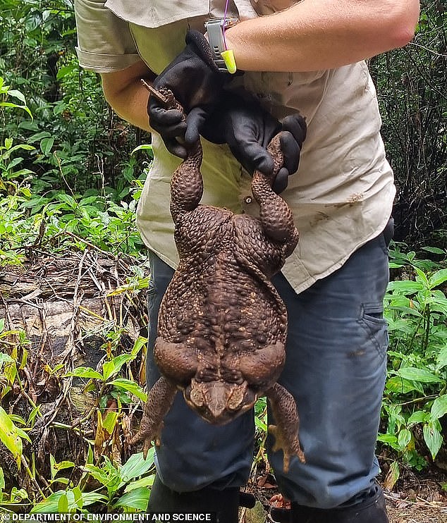 A giant cane toad dubbed Toadzilla (pictured),has been found by Department of Environment and Science rangers in Queensland last week