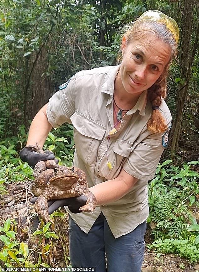 Rangers unofficially weighed the toad at 2.7kg, heavier than the 1991 Guinness World Record Holder at 2.65kg