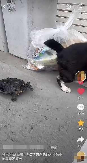 【宠物】乌龟盯着猫的蛋蛋，走哪儿追哪儿...网友：它想吃麻辣猫蛋？（组图） - 1