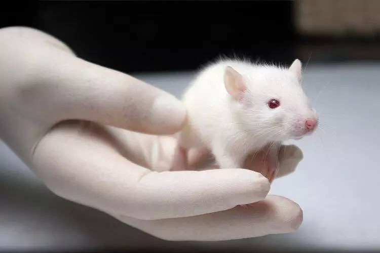 【健康】男性离怀孕不远了？中国科学家成功让公鼠怀孕，产下10只健康幼崽（组图） - 4