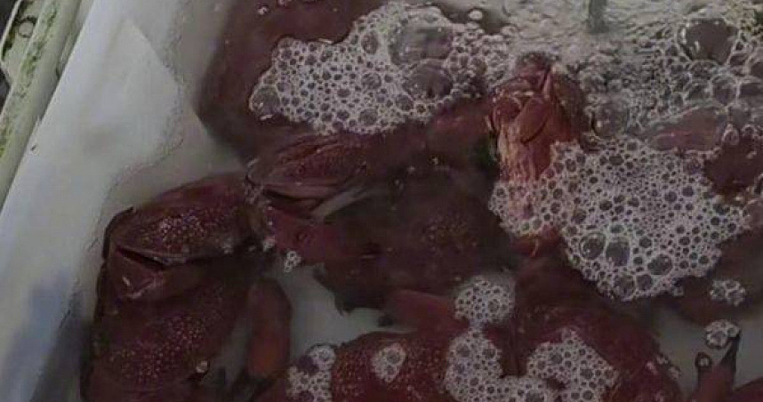 陆海鲜市场「又见毒螃蟹」 食用后3小时出现「恐怖症状」