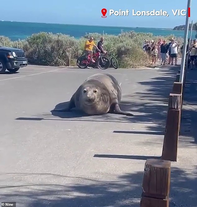 A massive elephant seal (pictured) has flopped around the holiday town of Point Lonsdale in Victoria on Friday afternoon as hundreds crowded to catch a glimpse