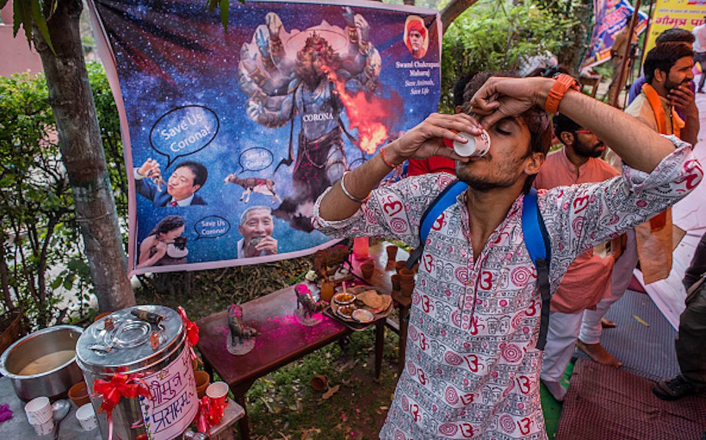 在「牛尿派对」上，有印度民众喝牛尿，希望以此抵抗新冠病毒，但专家已表示此根本没有科学根据（Getty）