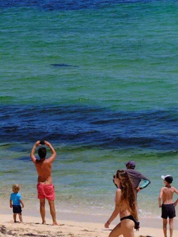 一周95起！鲨鱼“称霸”西澳海滩，游客徒手抓鱼放生（组图） - 6
