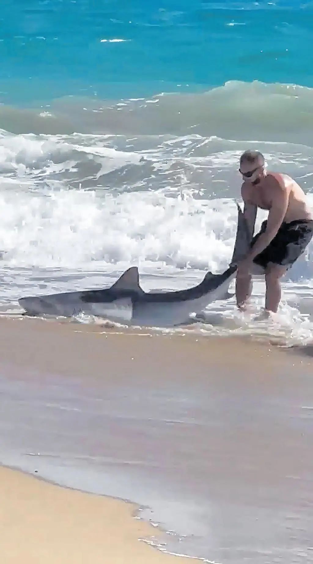 一周95起！鲨鱼“称霸”西澳海滩，游客徒手抓鱼放生（组图） - 5