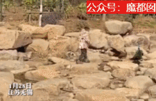 中国熊孩子在动物园虐待孔雀，父母不管不道歉引众怒