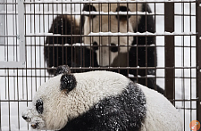芬兰动物园养不起熊猫，考虑“退养”提前遣返中国（图）