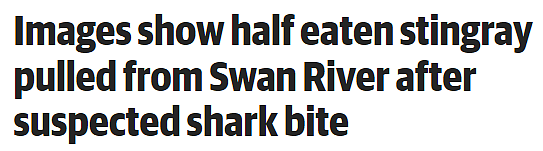 魔鬼鱼在天鹅河中“惨遭毒手”，被咬掉一大半，疑似鲨鱼所为（组图） - 1