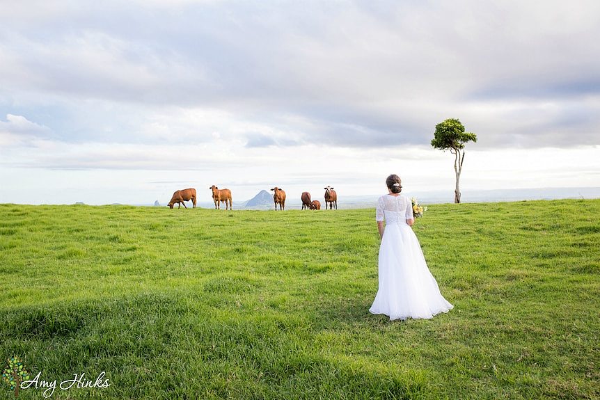 A bride and Droughtmaster cattle in the paddock at 'One Tree Hill'.