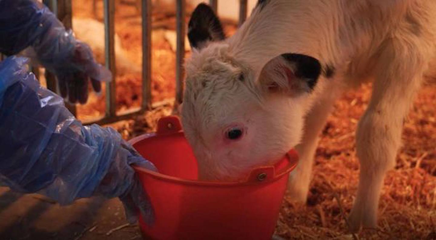 12月30日，首批体细胞克隆优秀奶牛在宁夏灵武诞生。 （西北农林科技大学）