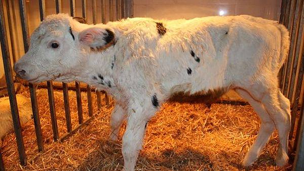 体细胞克隆技术突破！ 中国首批复制奶牛在宁夏诞生
