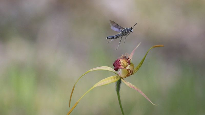 澳植物园数百株稀有兰花被盗，小偷将面临$50万罚款（组图） - 2