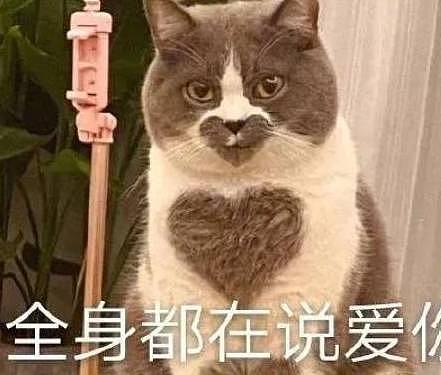 【宠物】如果你家的小猫，对你有这些行为，说明它不是白眼狼（组图） - 1