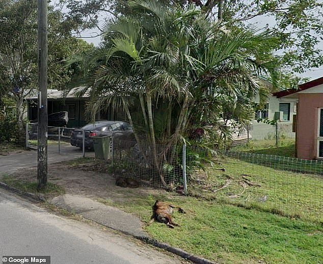 A dog is pictured lying on the street with no owner near it in the far north Queensland town of Yarrabah