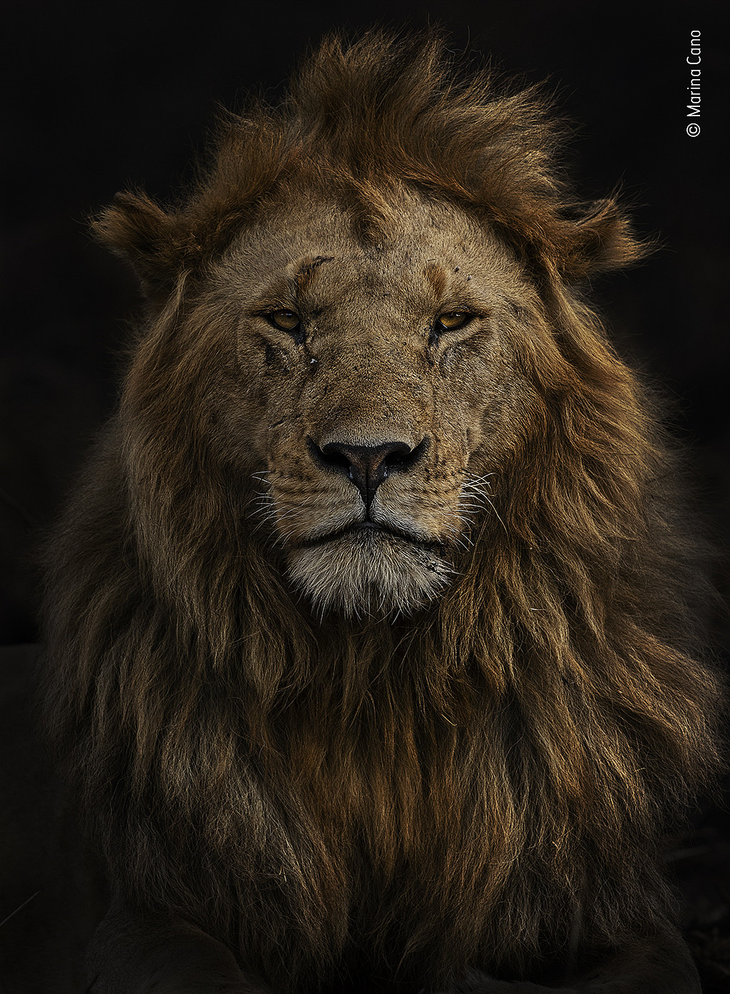 A portrait of a male lion with a black background