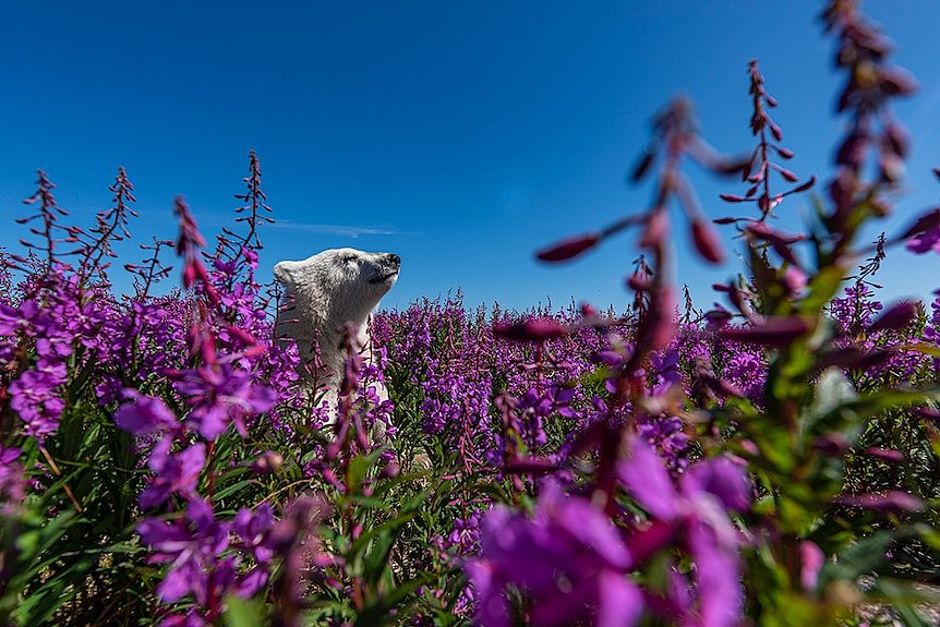 A polar bear cub sitting in a field of purple flowers with a blue sky in the background