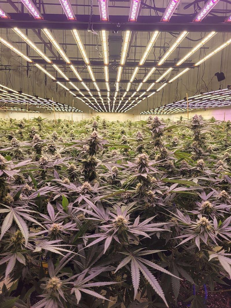 奧州當地華人經營大麻農場。(知情者提供)