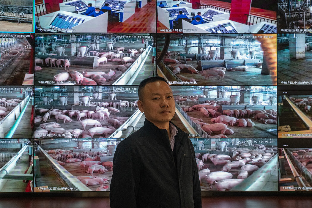 这个高层养猪场是湖北鄂州中新开维现代牧业公司建的，总经理金林站在观察猪情况的闭路电视屏幕前。