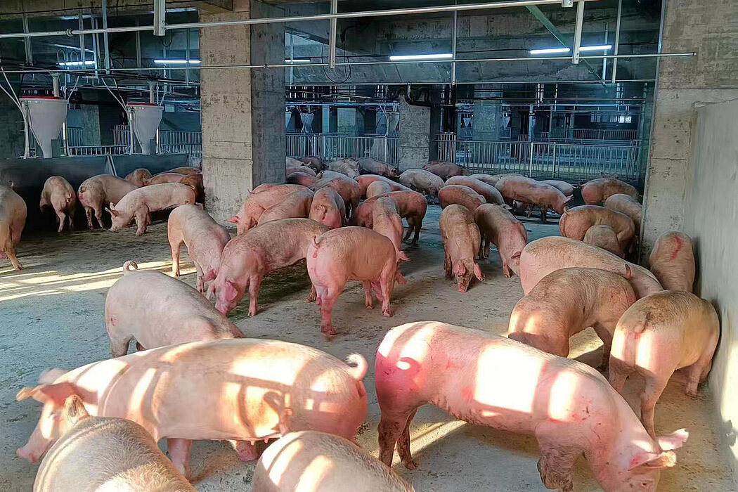 公司的目标是每层每年出栏2.5万头生猪。