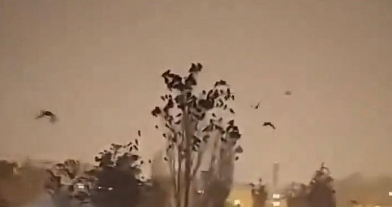 土耳其发生地震之前，也有网民发现有大量鸟儿聚集在一处大树，引发地震征兆猜测。