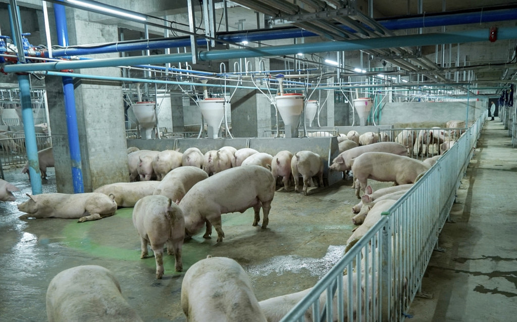 养猪大楼内部配备了自动化控制系统的猪舍。 新华社