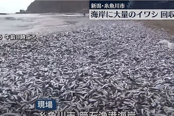 ▲▼海滩出现上万只沙丁鱼尸体。 （图／翻摄自YouTube／日テレNEWS）