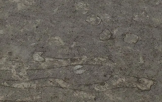 这是在栎阳城遗址汉代农田遗迹中发现的牛蹄印。