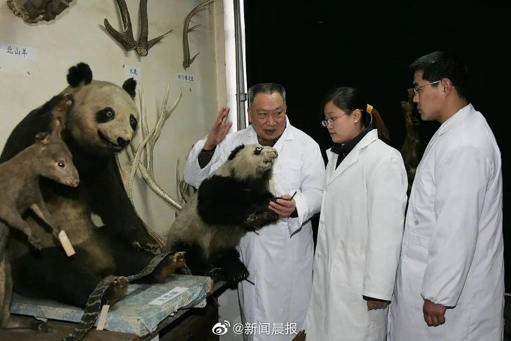 胡锦矗曾组织领导第一次大熊猫调查。 网图