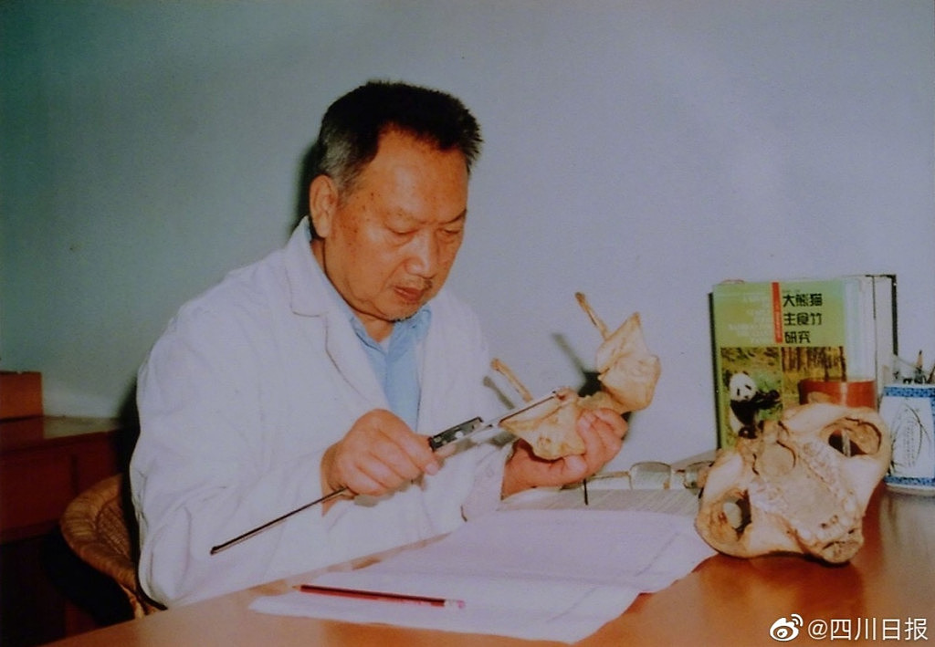 胡锦矗曾担任中国保护大熊猫研究中心第一任主任。 网图