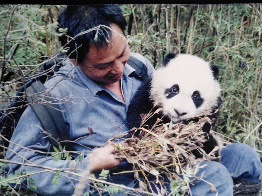 胡锦被誉为中国大熊猫研究第一人、国际公认的大熊猫生态生物学研究的奠基人。 网图