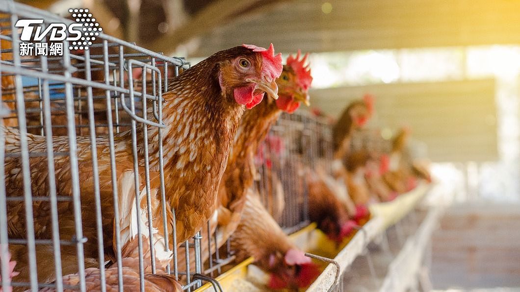 禽流感疫情肆虐，日本自去年10月开始有1400多万只鸡只因此被扑杀。 （示意图／shutterstock 达志影像） 禽流感肆虐！ 日本千万只鸡被扑杀蛋价翻倍连超市都惊呆
