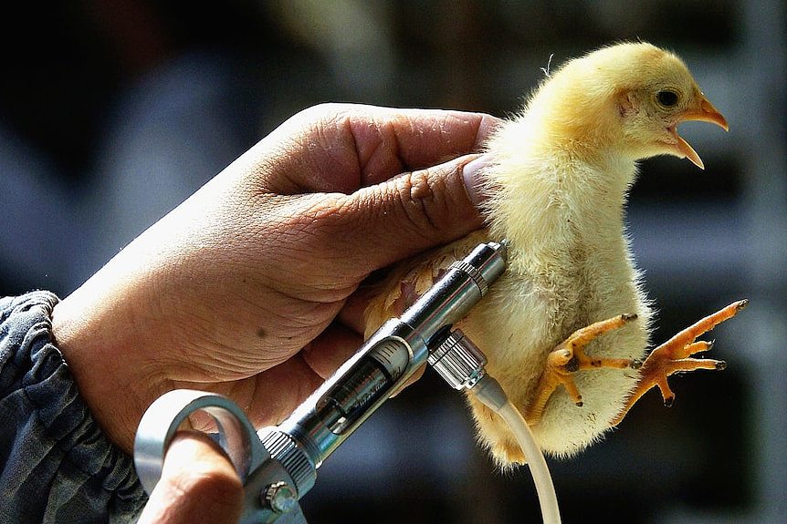 一只小鸡正在接种疫苗