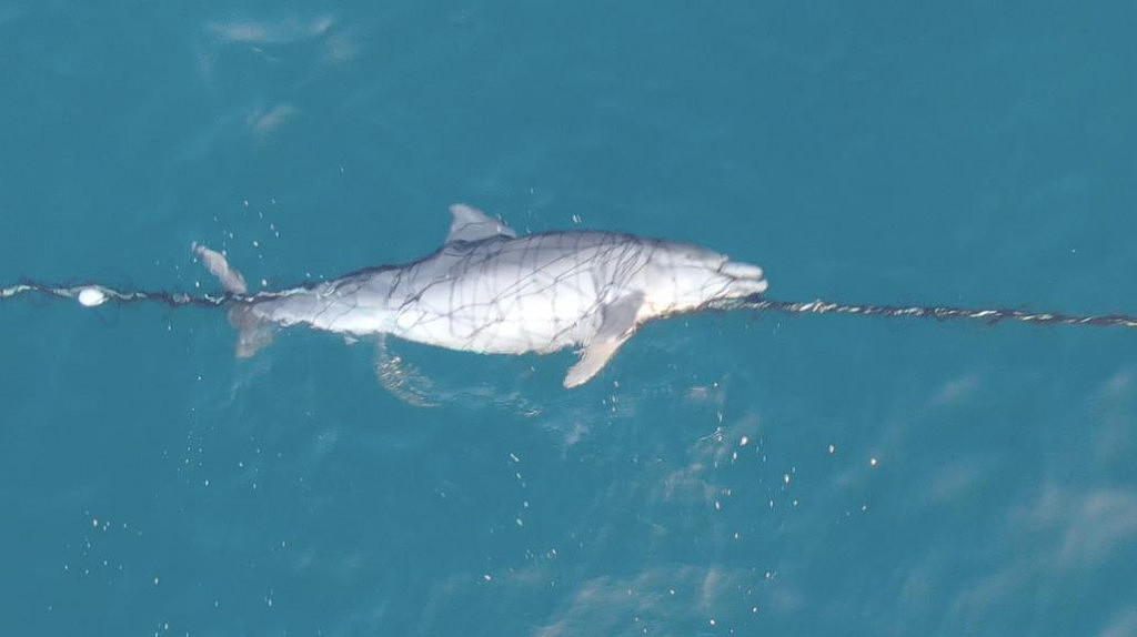 悉尼海滩惊现海豚尸体！无人机拍下震撼画面，专家：防鲨网变“杀豚工具’（组图） - 2