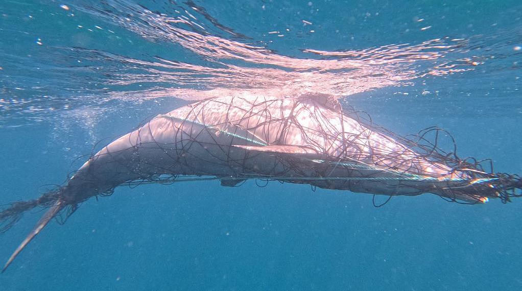 悉尼海滩惊现海豚尸体！无人机拍下震撼画面，专家：防鲨网变“杀豚工具’（组图） - 3