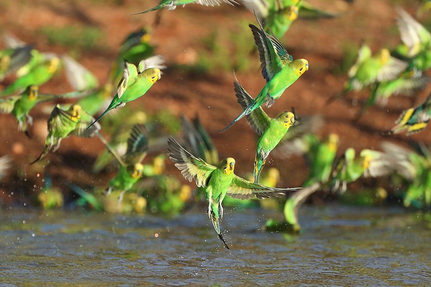 Green and yellow budgies with wings open and tail touching murky water