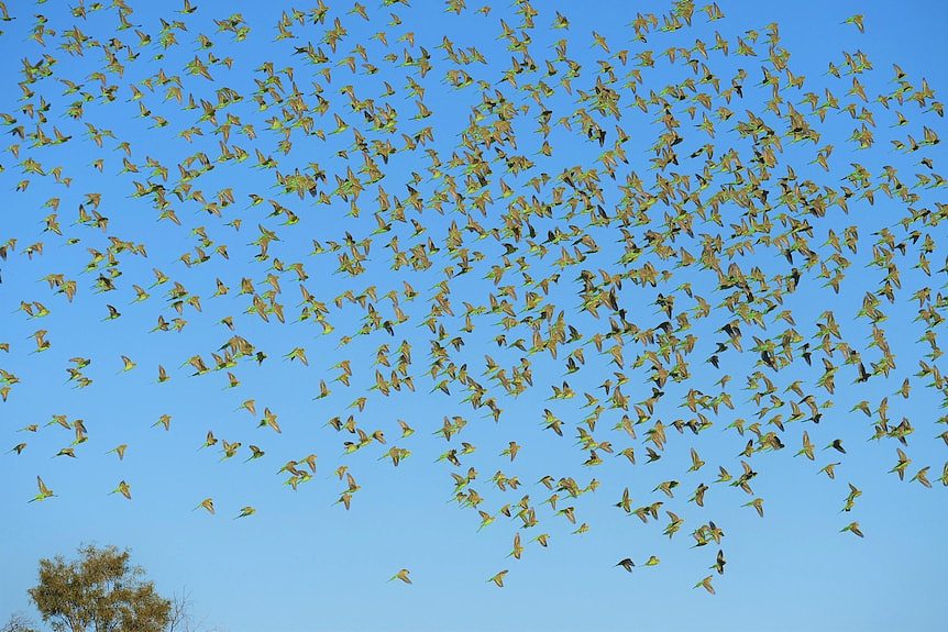 thousands of budgies flying with their green wings facing the camera with bright blue sky.