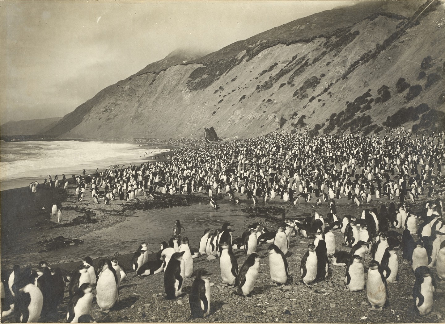 Thousands of penguins stand on a beach while cliffs rear up behind them.