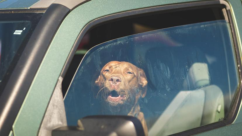 太不负责！西澳男子将狗锁在车内，时间长达数天，被控虐待动物（组图） - 2