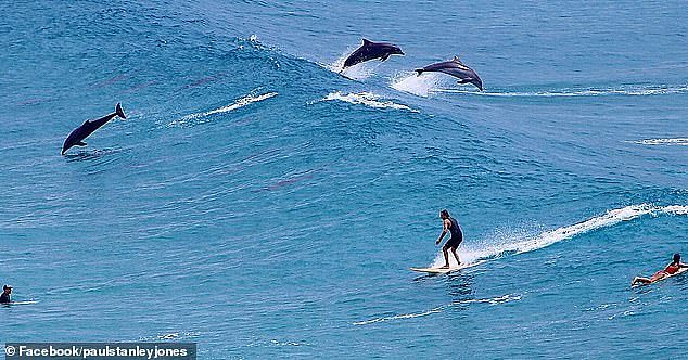 'Some waves had 10, 20, 30 dolphins under them,' photographer Paul Stanley-Jones told Daily Mail Australia