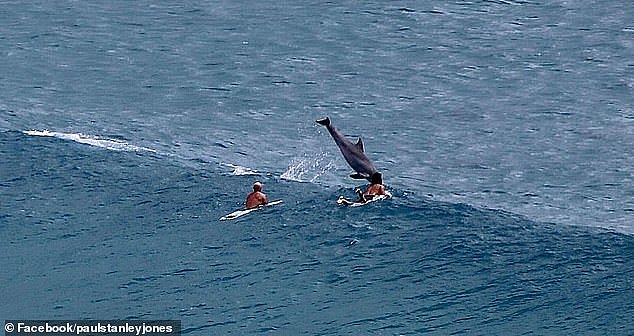 A surfer was nearly knocked off his board by a playful dolphin at The Pass, in Byron Bay, NSW, on Sunday