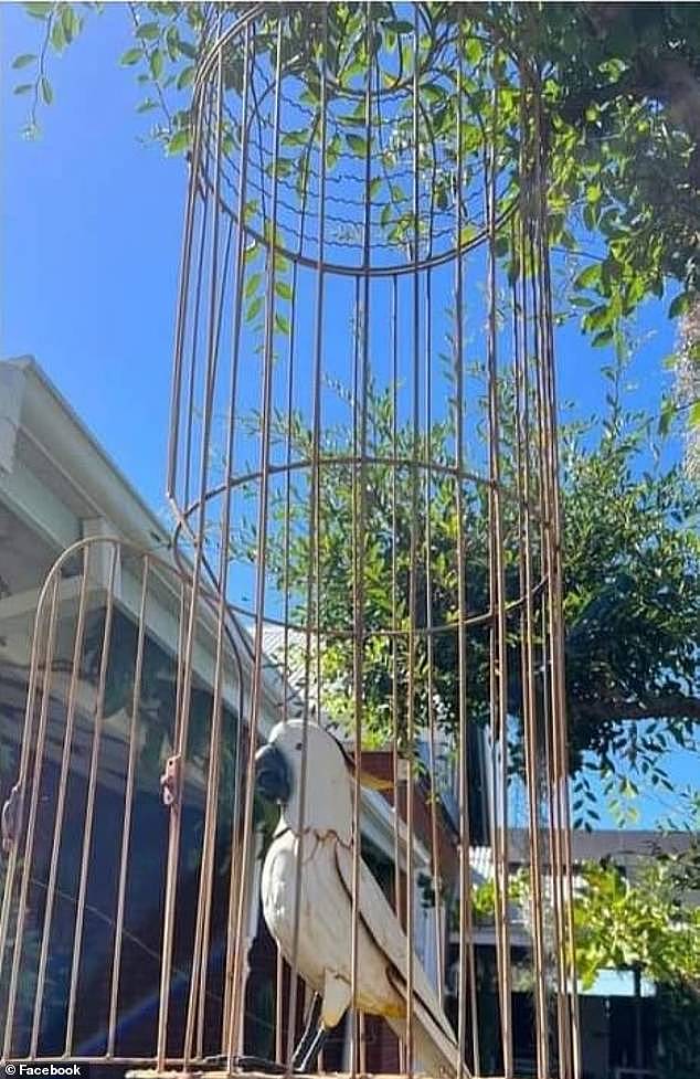 The RSPCA was alerted by a concerned neighbour who could see a caged bird from their home - but she failed to recognise that the bird was merely a garden decoration and not a real animal