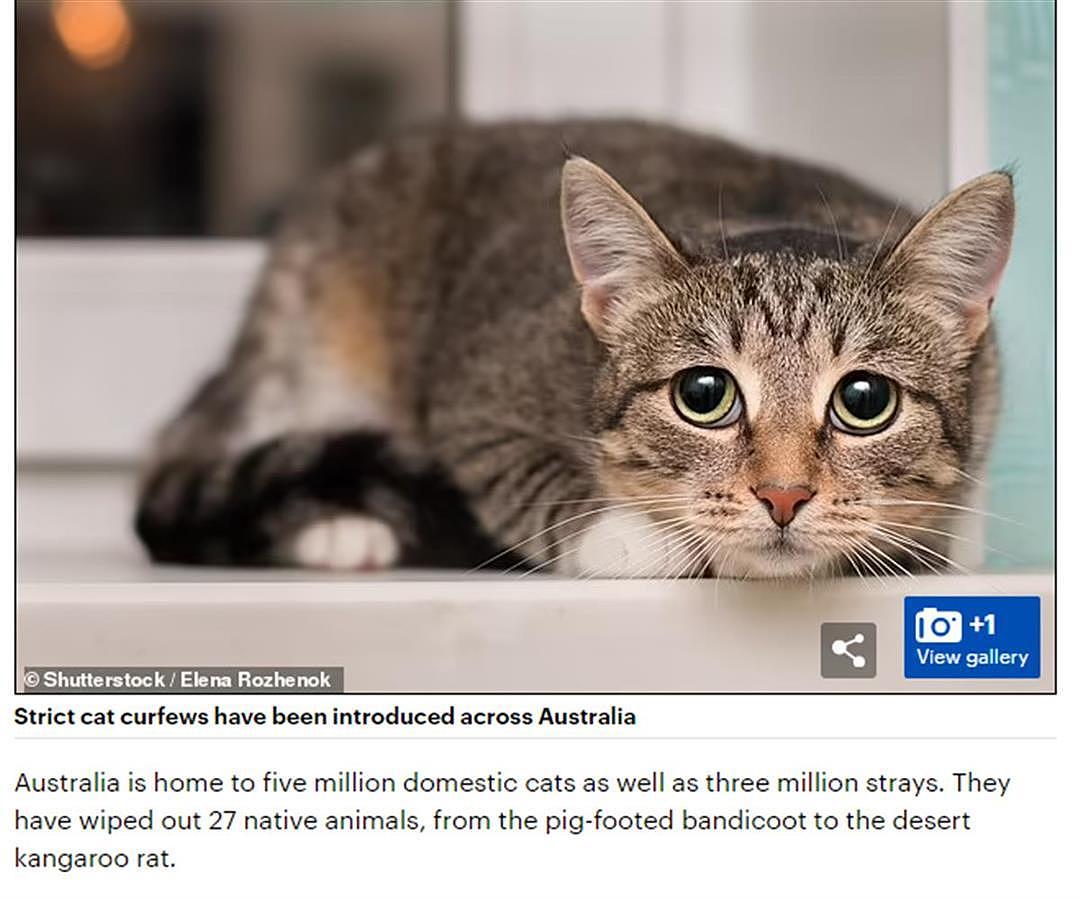 澳洲猫令人发指！因大量猎杀本地动物被“宵禁”，逃跑出门或被处决（组图） - 1