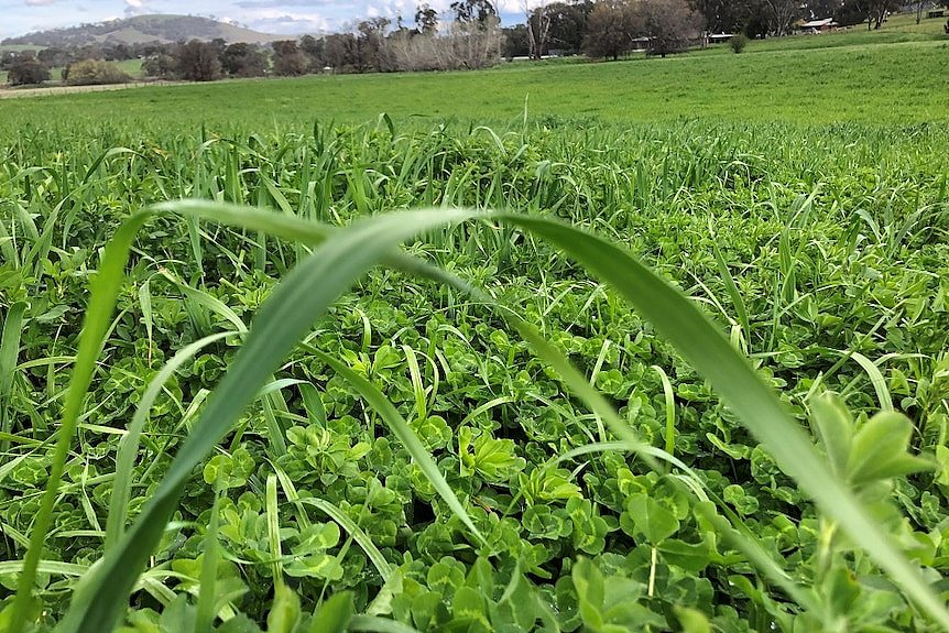 Long clover pasture in a wet year on a farm near Holbrook.
