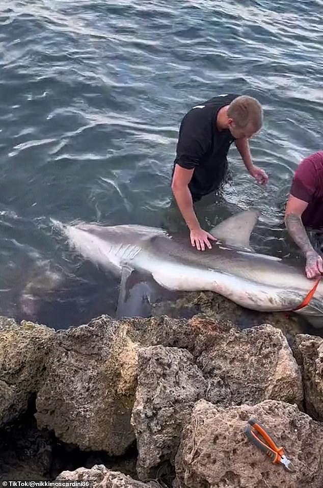 Showing no fear, one of the fishermen reached into the shark's mouth and cut out a hook with a pair of pliers, while his fellow good Samaritan wrapped his arms around the shark to keep the animal still