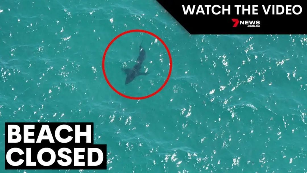 鲨鱼警报再度来袭！珀斯著名海滩现5米长巨鲨（图片） - 2