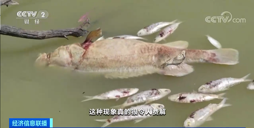 密恐慎点！新州达令河惊现数百万条死鱼，河道被铺满，臭不可闻（视频/组图） - 1